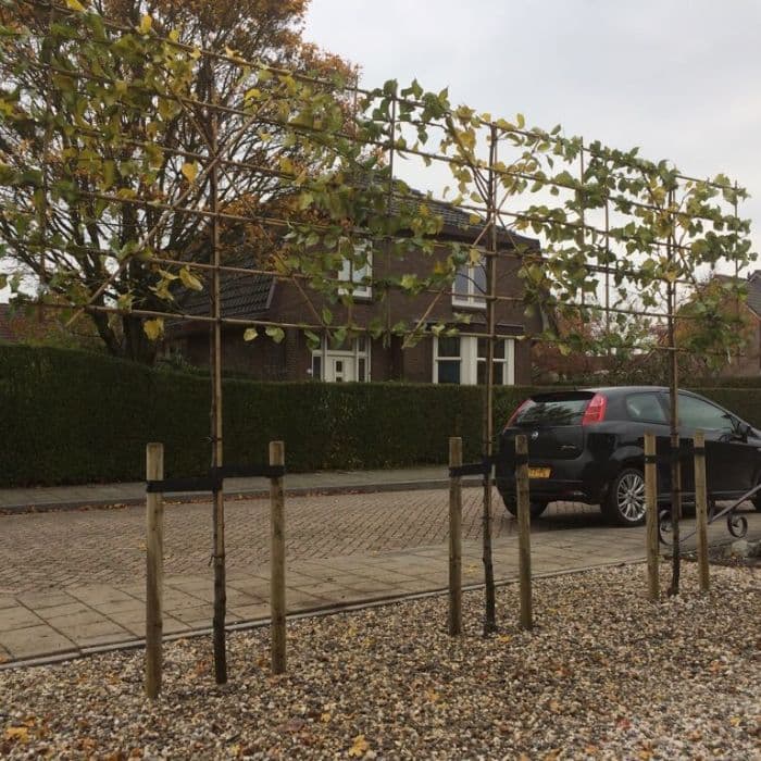 Sierpeer leiboom 200 cm