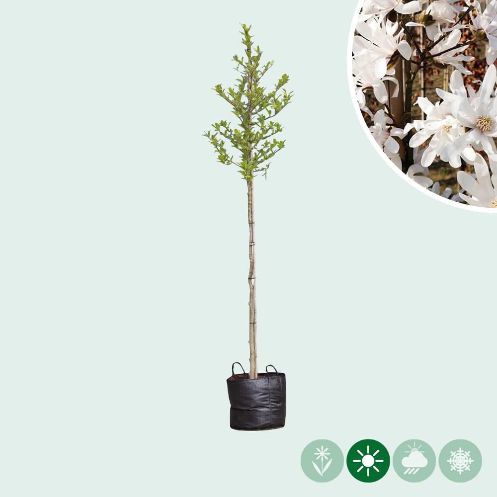 Magnolia stellata