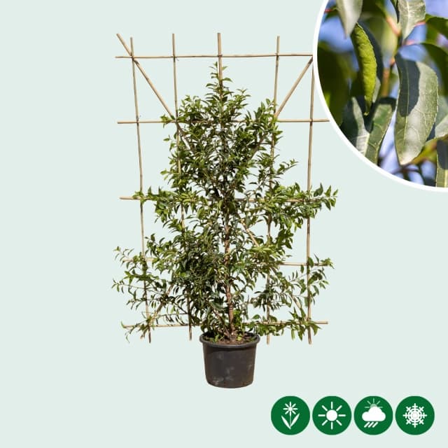 Portugese laurier haagelement 150 cm totaalhoogte