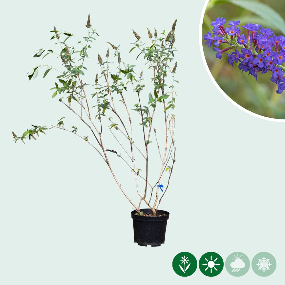 Vlinderstruik Empire Blue