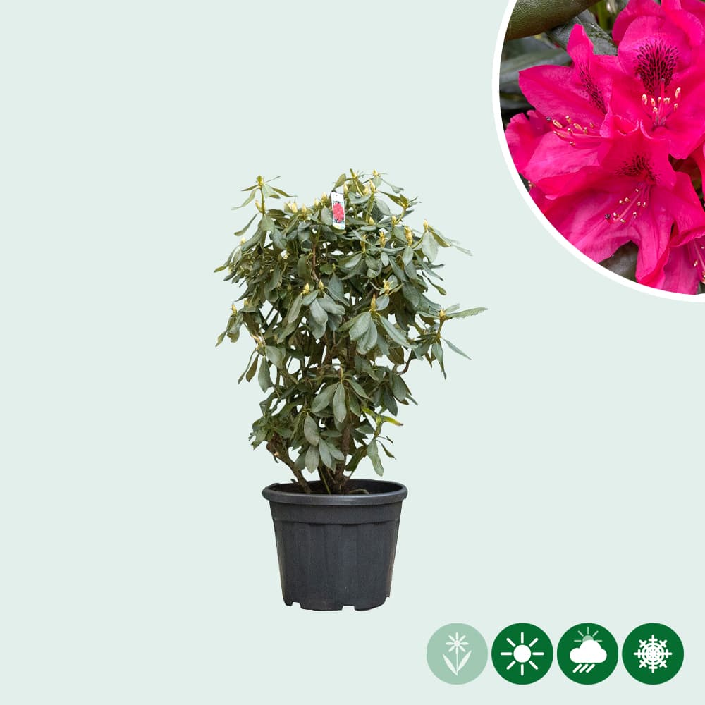 Rhododendron Nova Zembla