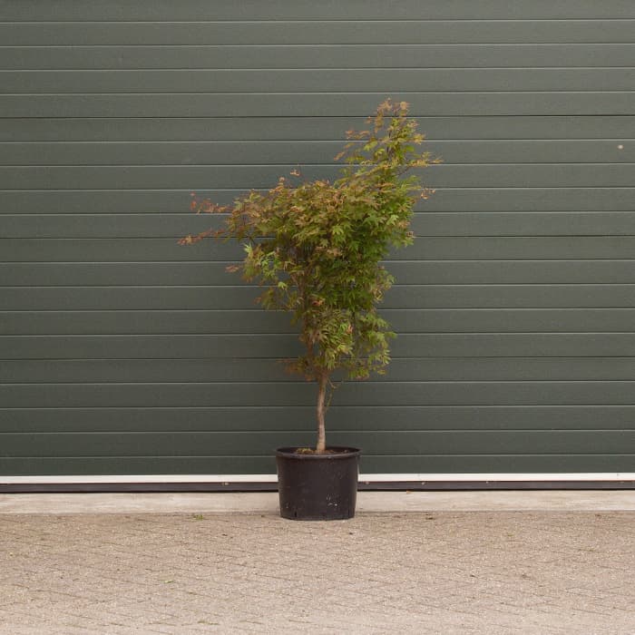 Japanse esdoorn Osakazuki 2