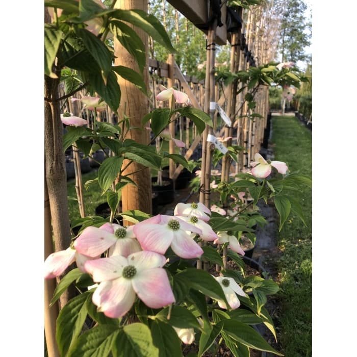 Kornoelje 'Stellar Pink' laagstam