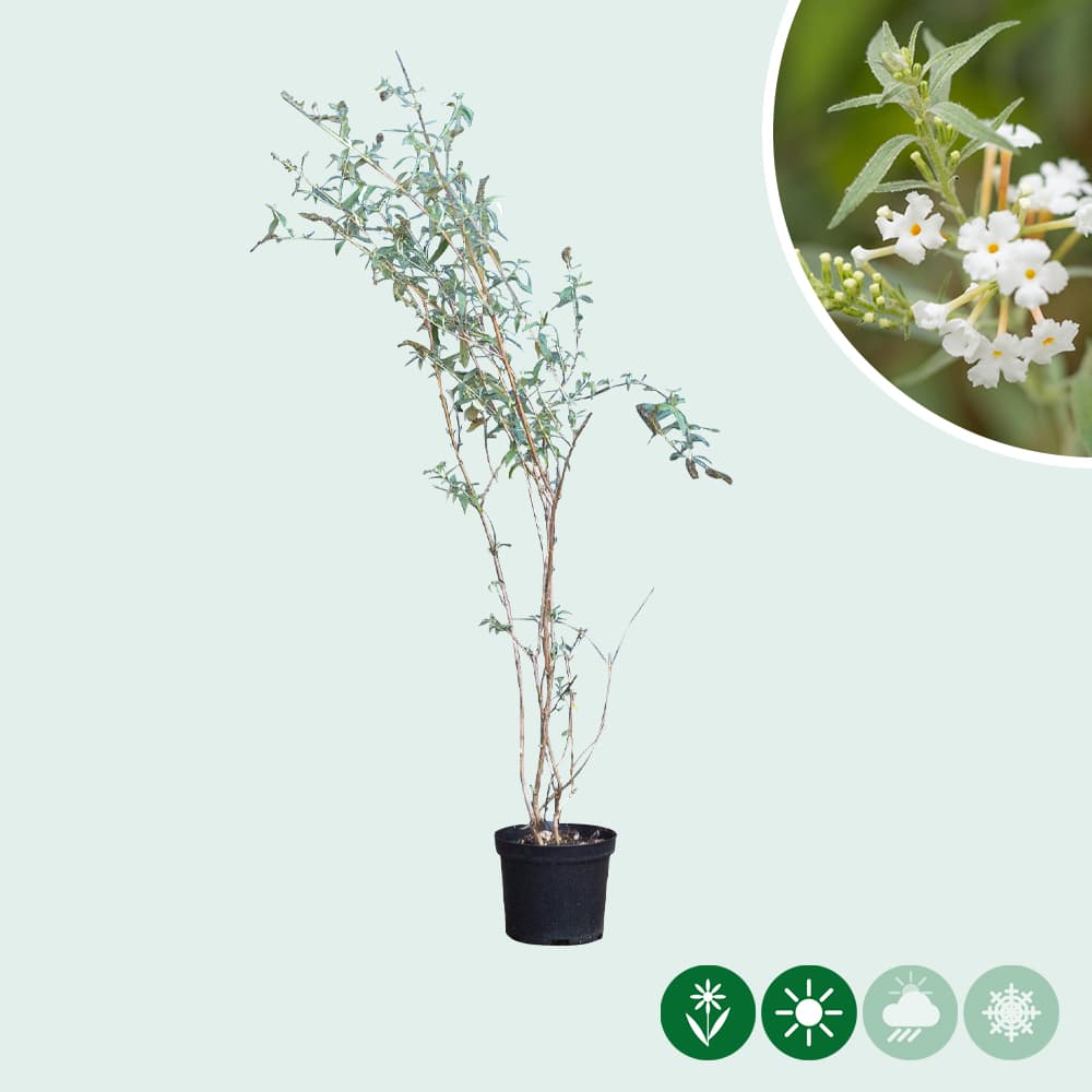 Vlinderstruik White Profusion