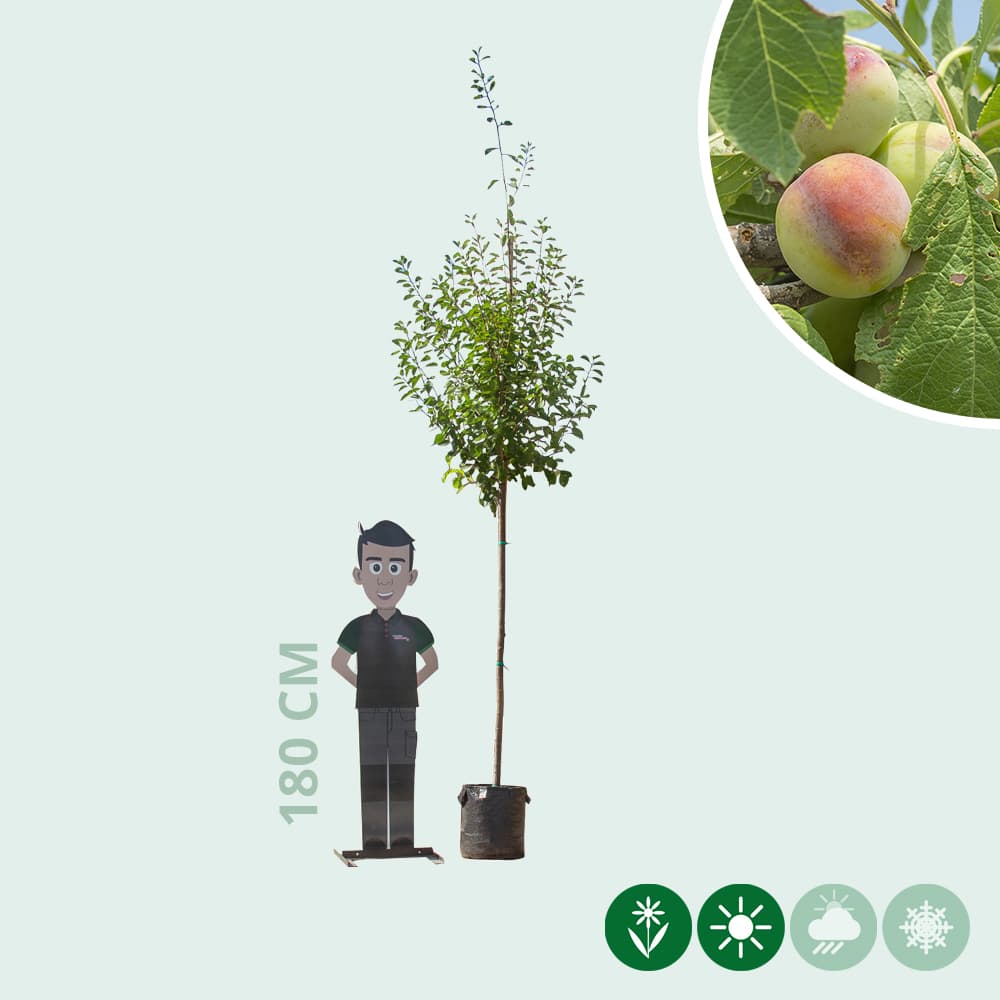 Grote pruimenboom Opal