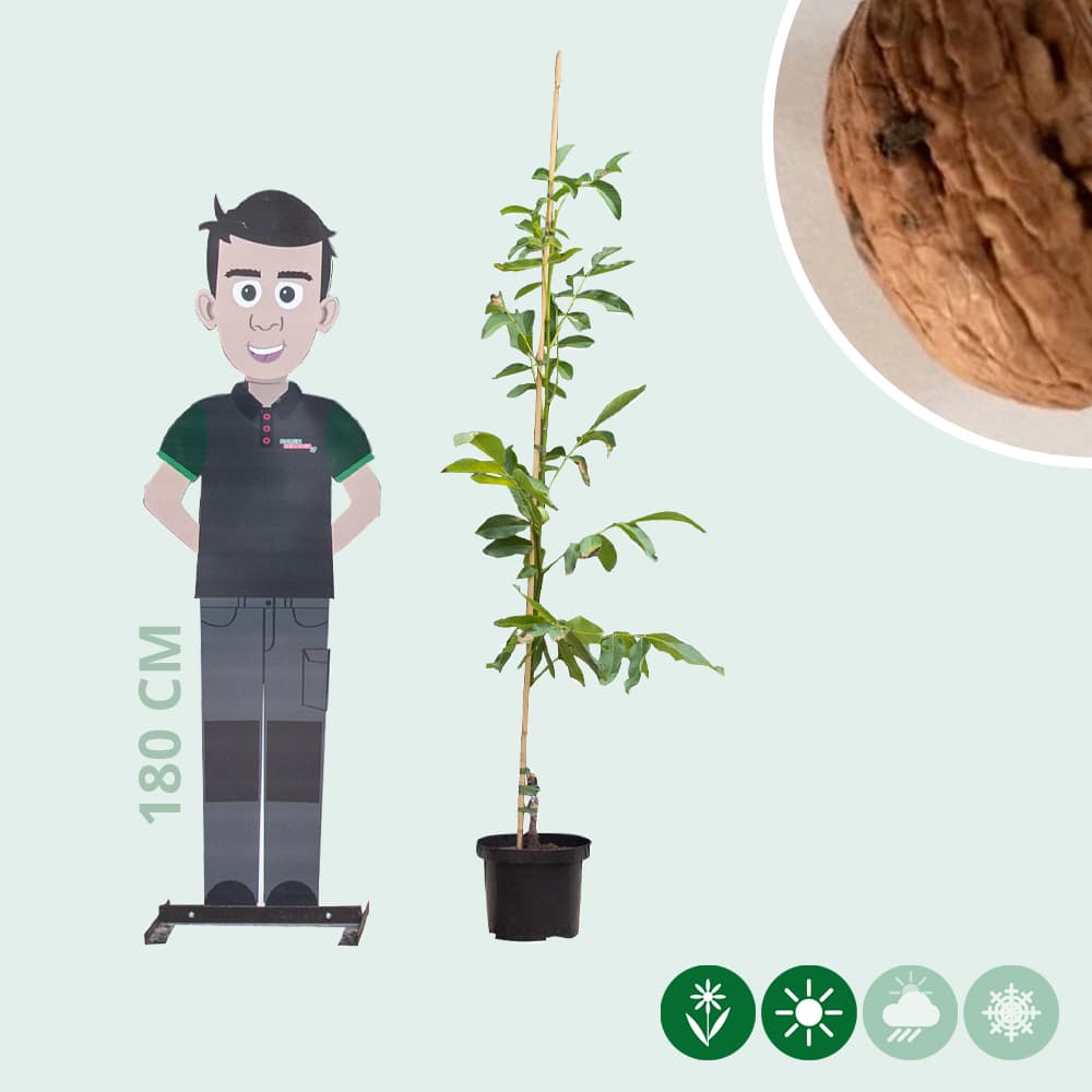 Walnotenboom 'Broadview'