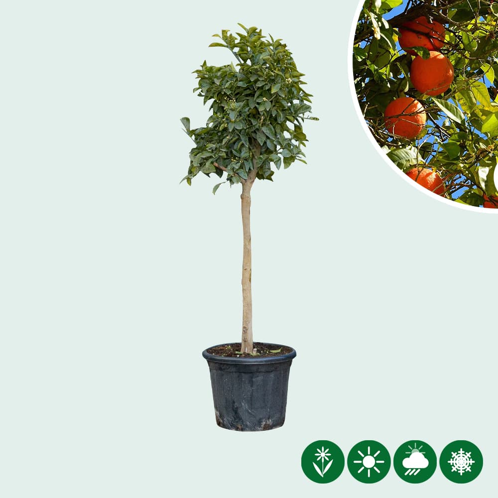 Sinaasappelbomen