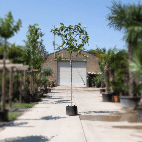 Wat is de geschikte leiboomhoogte voor uw tuin?