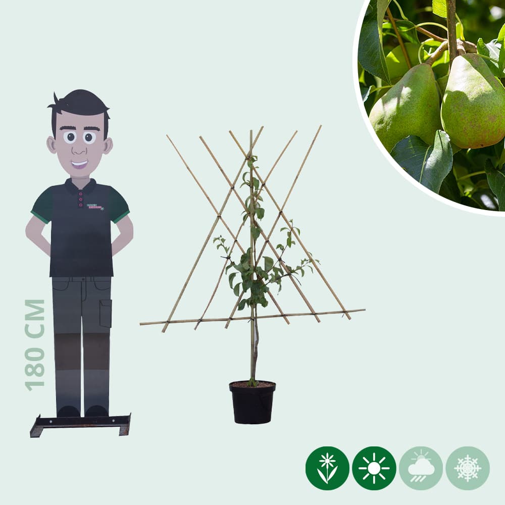 Pyrus c. 'Doyenne du Comice' laagstam leiboom