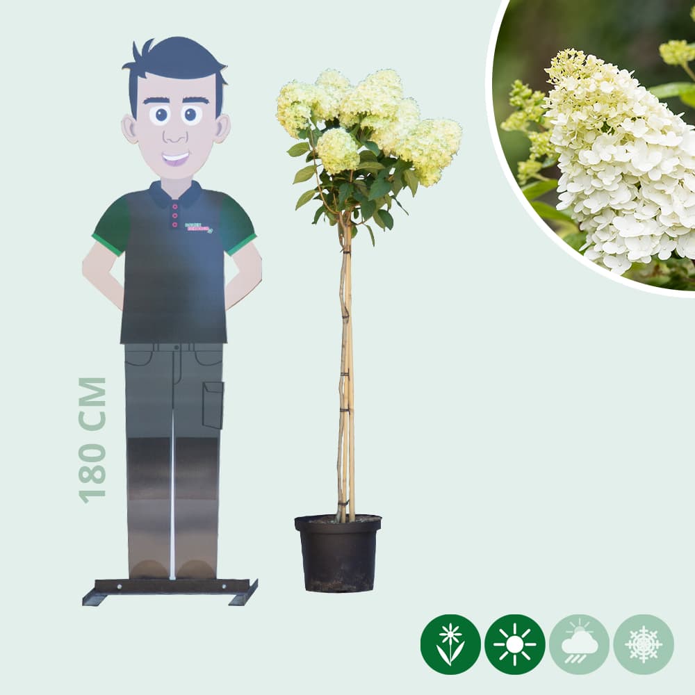 Hortensia 'Limelight' halfstam