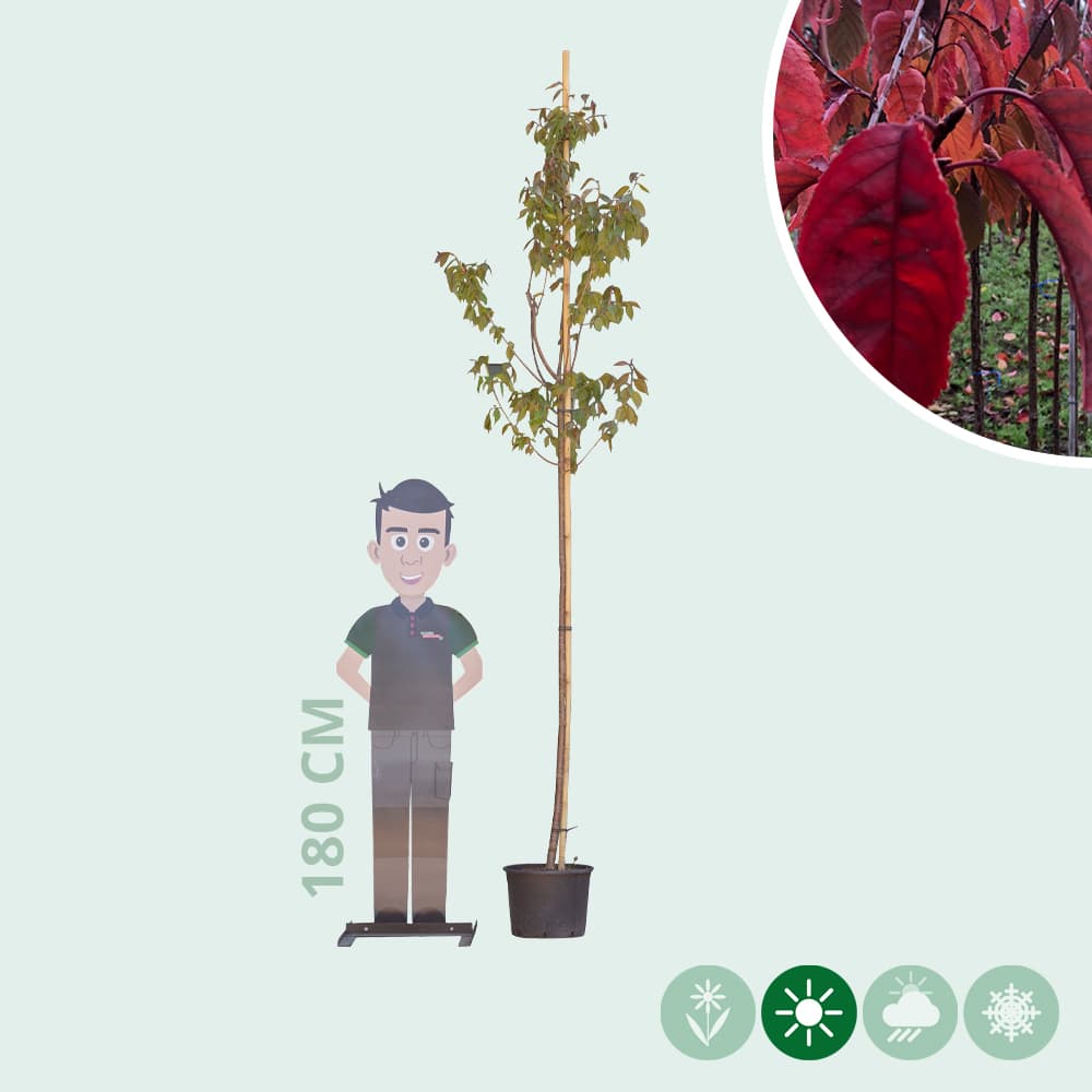 Japanse sierkers sargentii