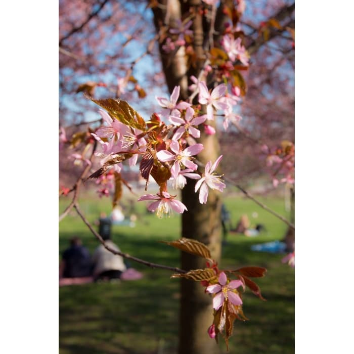 Japanse sierkers sargentii
