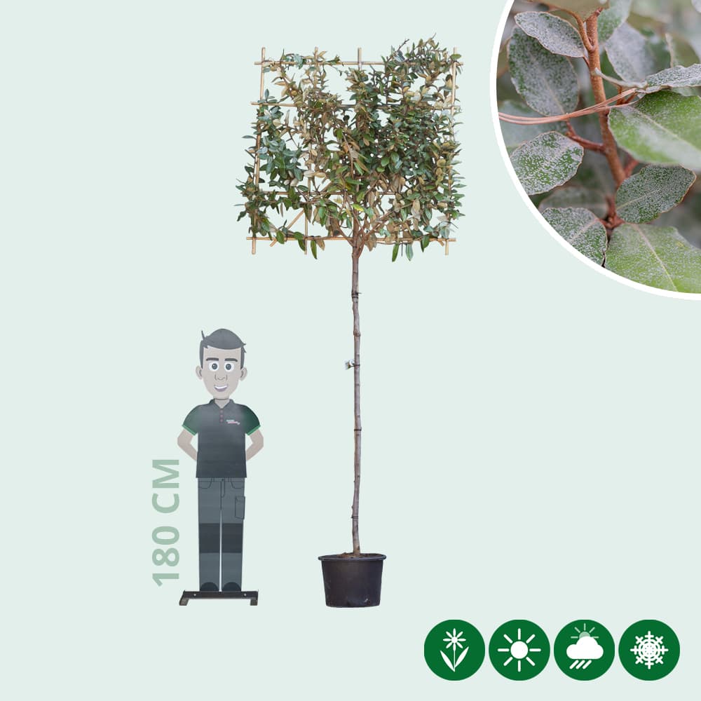 Olijfwilg leiboom 200 cm
