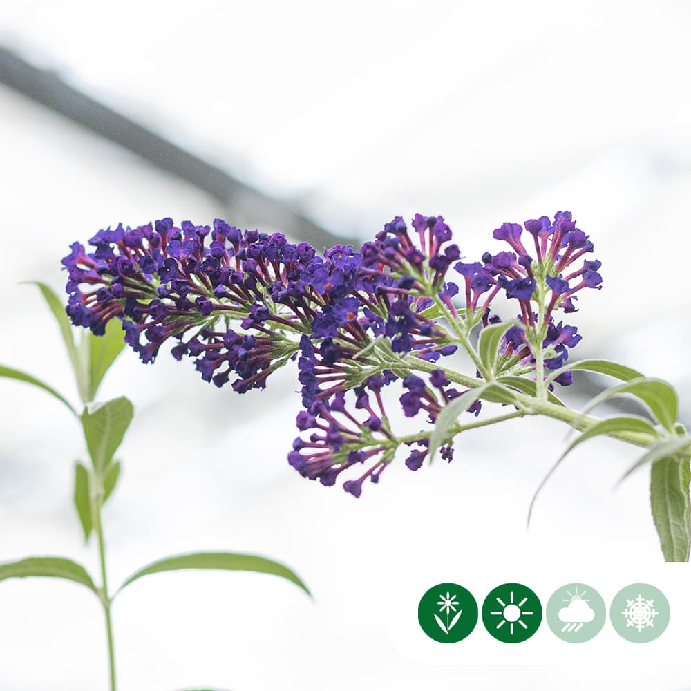 Vlinderstruik Black Knight