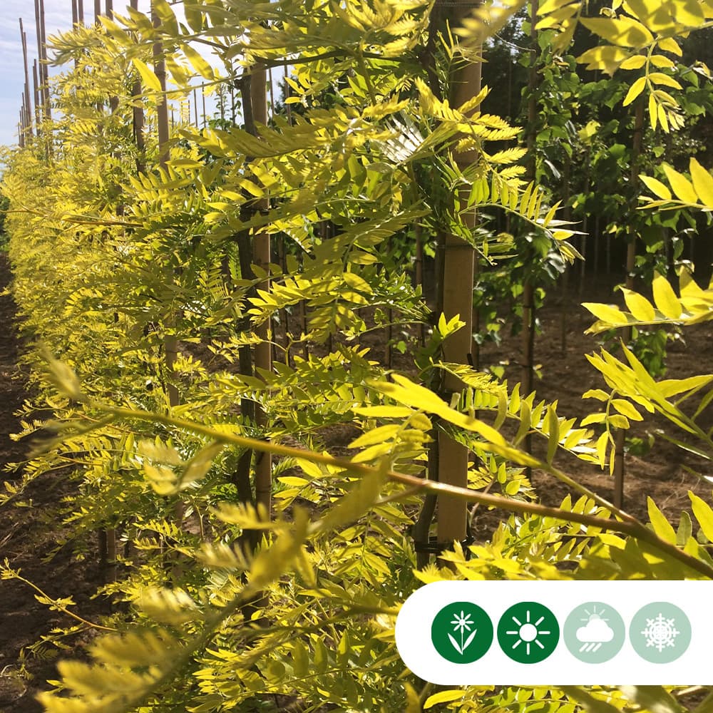 Gele valse Christusdoorn meerstammig