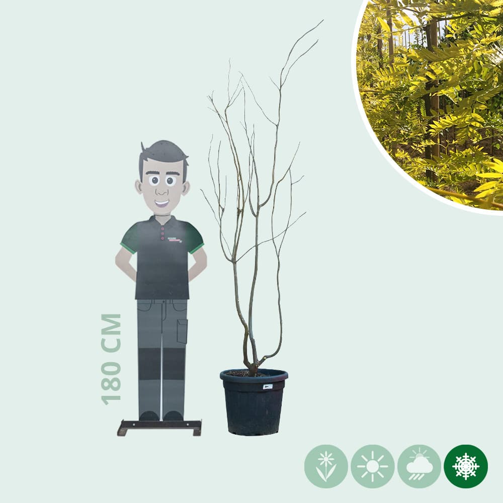 Gele valse Christusdoorn meerstammig