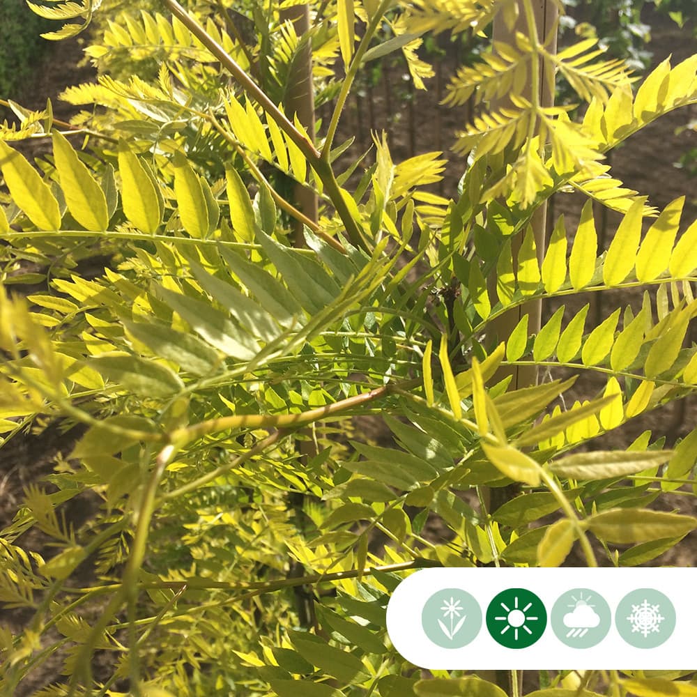 Gele valse Christusdoorn meerstammig