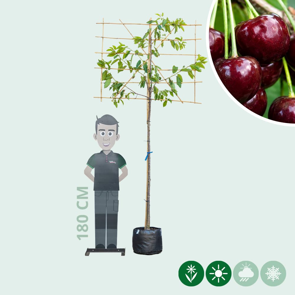 Kordia leiboom groot