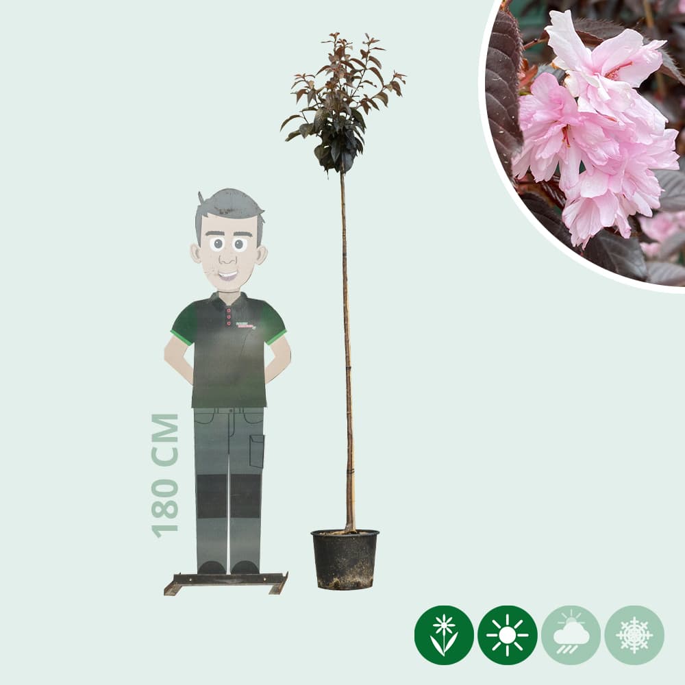 Rode Japanse sierkers