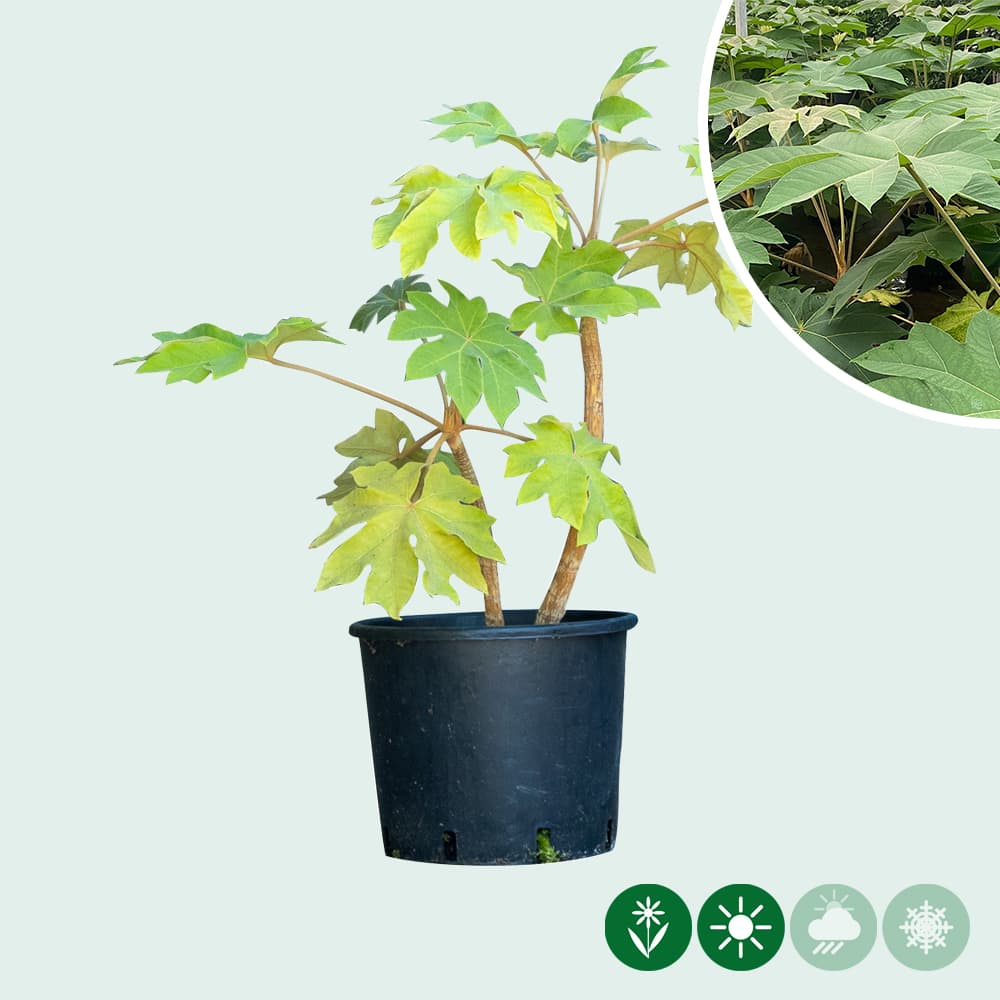 Chinese rijstpapier plant 40 cm