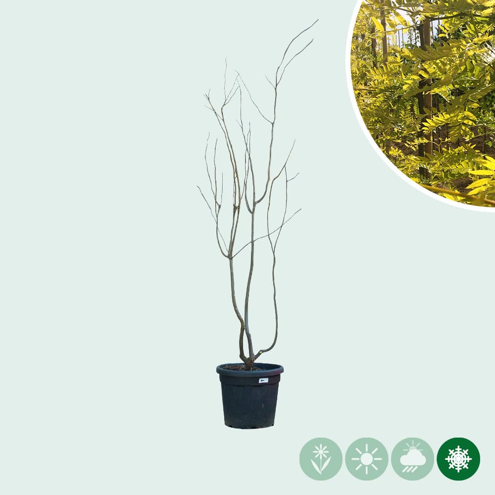 Gele valse Christusdoorn meerstammig