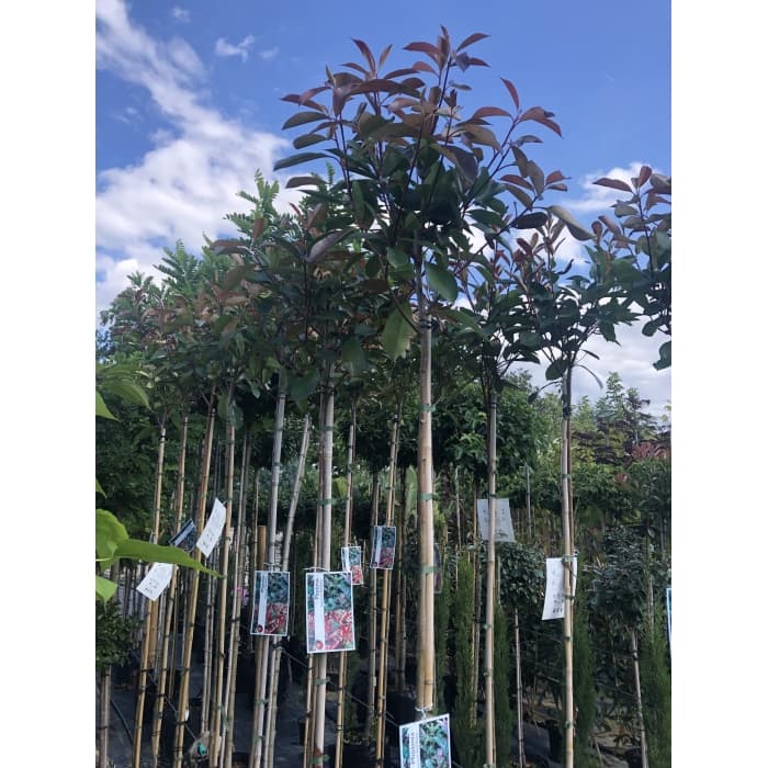 Bol Photinia