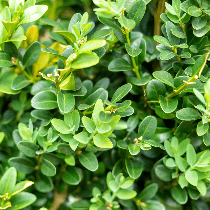 Buxus haag 40 cm