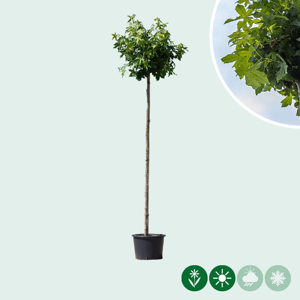 Amberboom bolvorm 180 cm stamhoogte