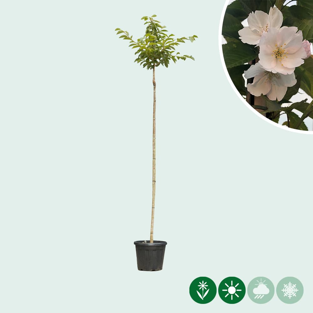 Japanse sierkers 'Yedoensis'