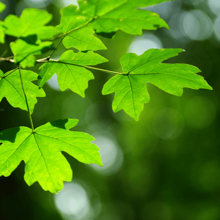 Spaanse aak haag 30 cm