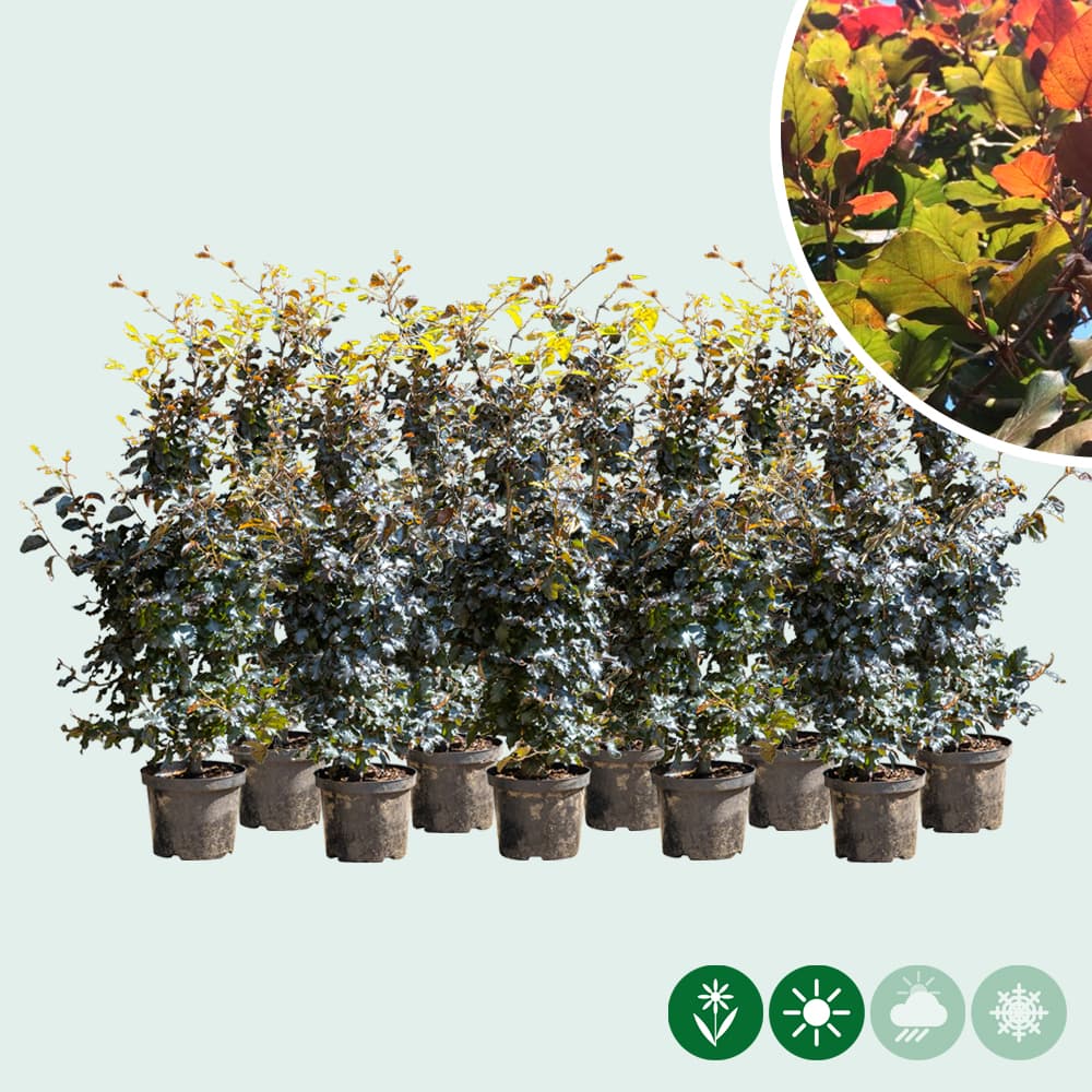 Rode beukenhaag dubbele rij