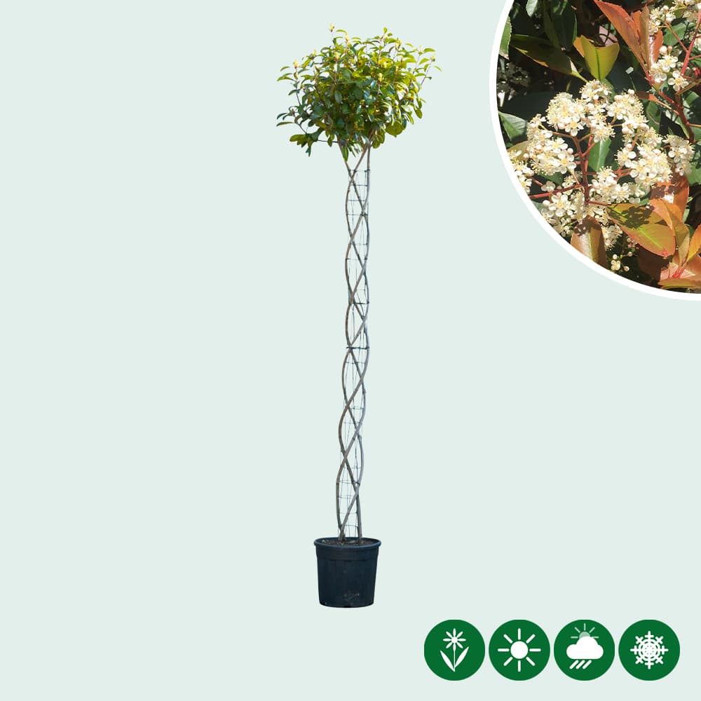 Bol Photinia spiraal