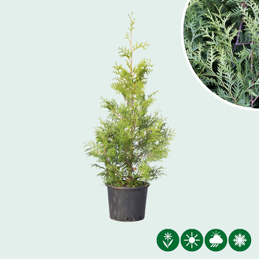 Coniferen 'Brabant' 100 cm