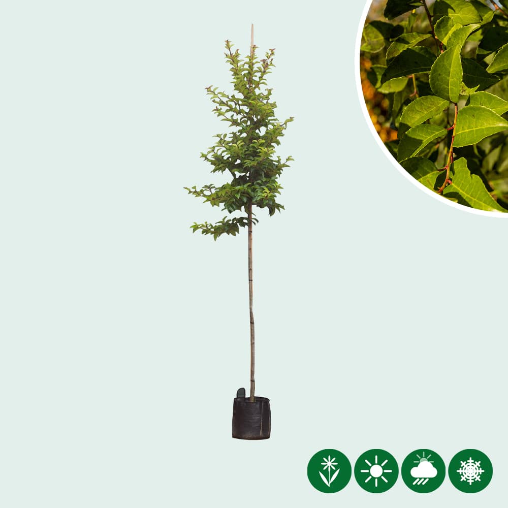 Portugese laurier 'Tico' hoogstam