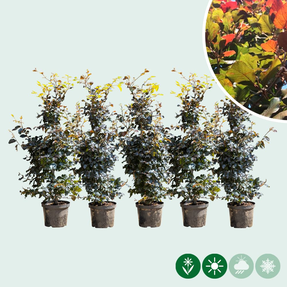 Rode beukenhaag enkele rij 2