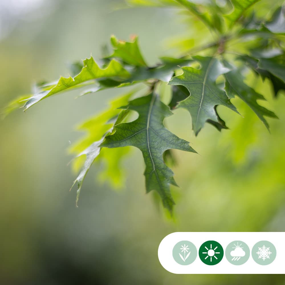 Bol Moeraseik 180 cm stamhoogte