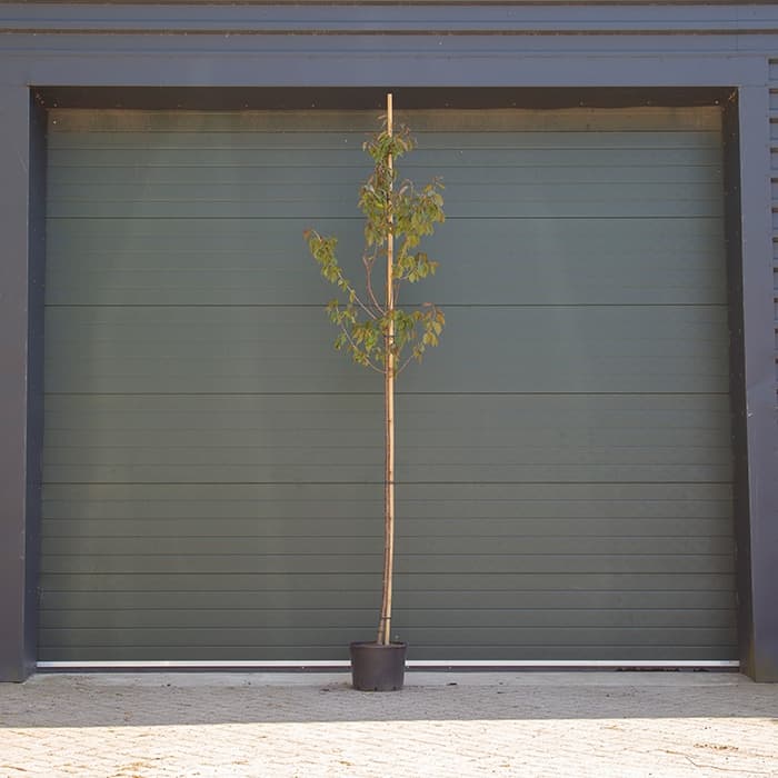 Japanse sierkers sargentii