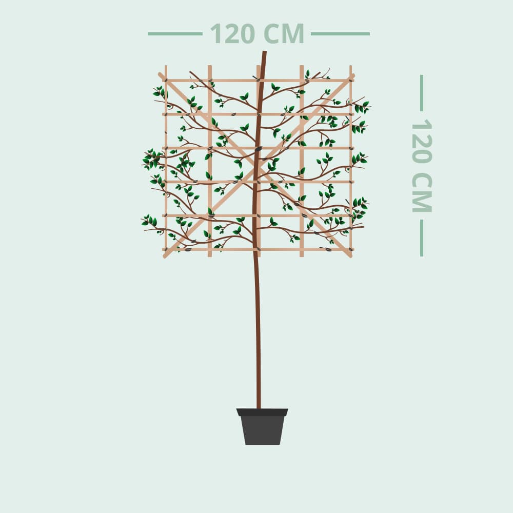 Olijfwilg leiboom 200 cm