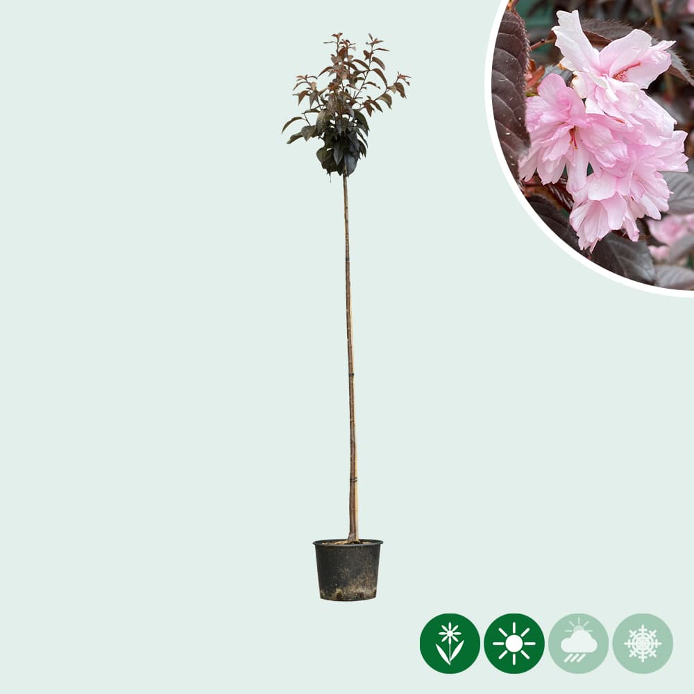 Rode Japanse sierkers