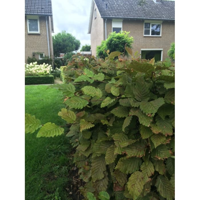 Gewone haagbeuk 100 cm
