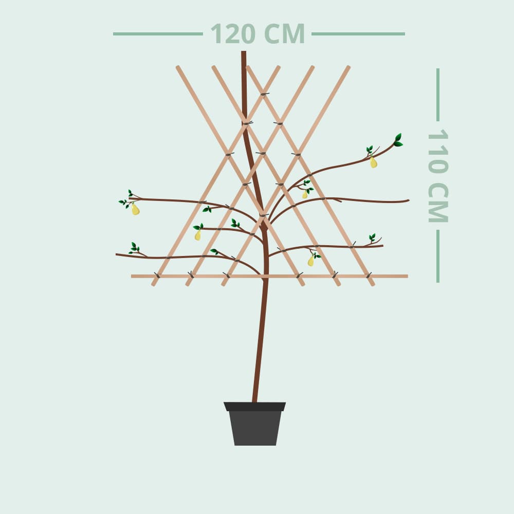 Pyrus c. 'Doyenne du Comice' laagstam leiboom