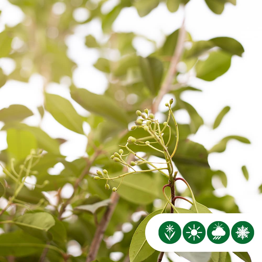 Bol Photinia