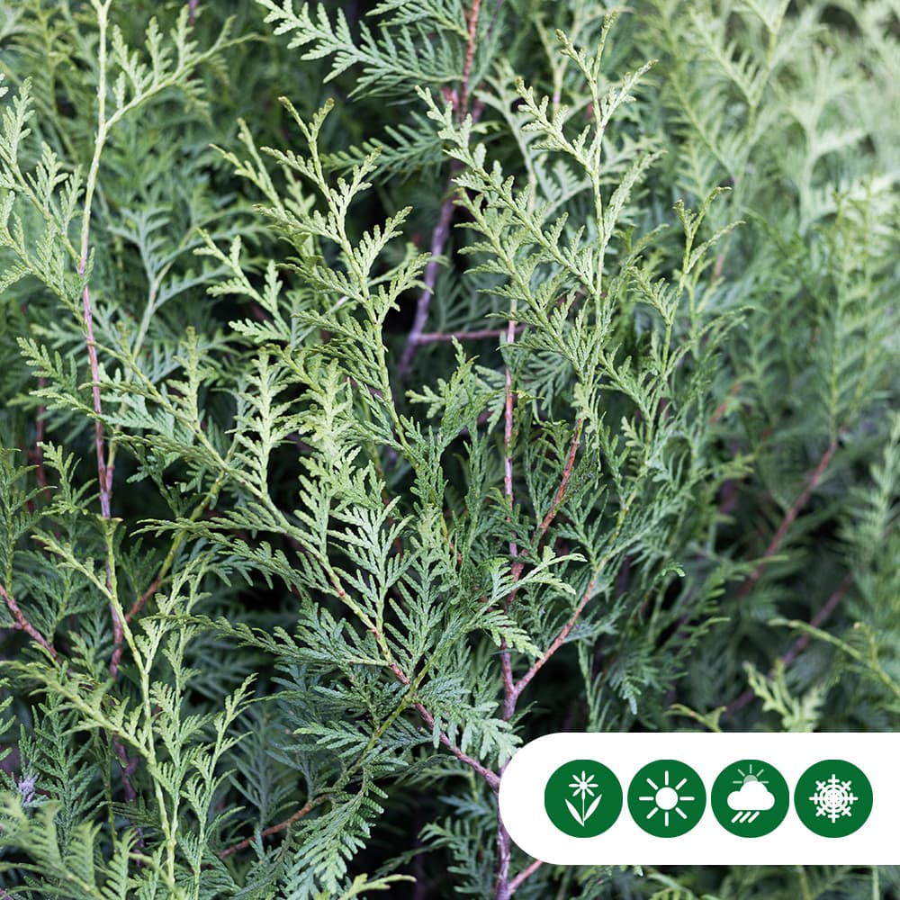 Coniferen 'Brabant' 100 cm