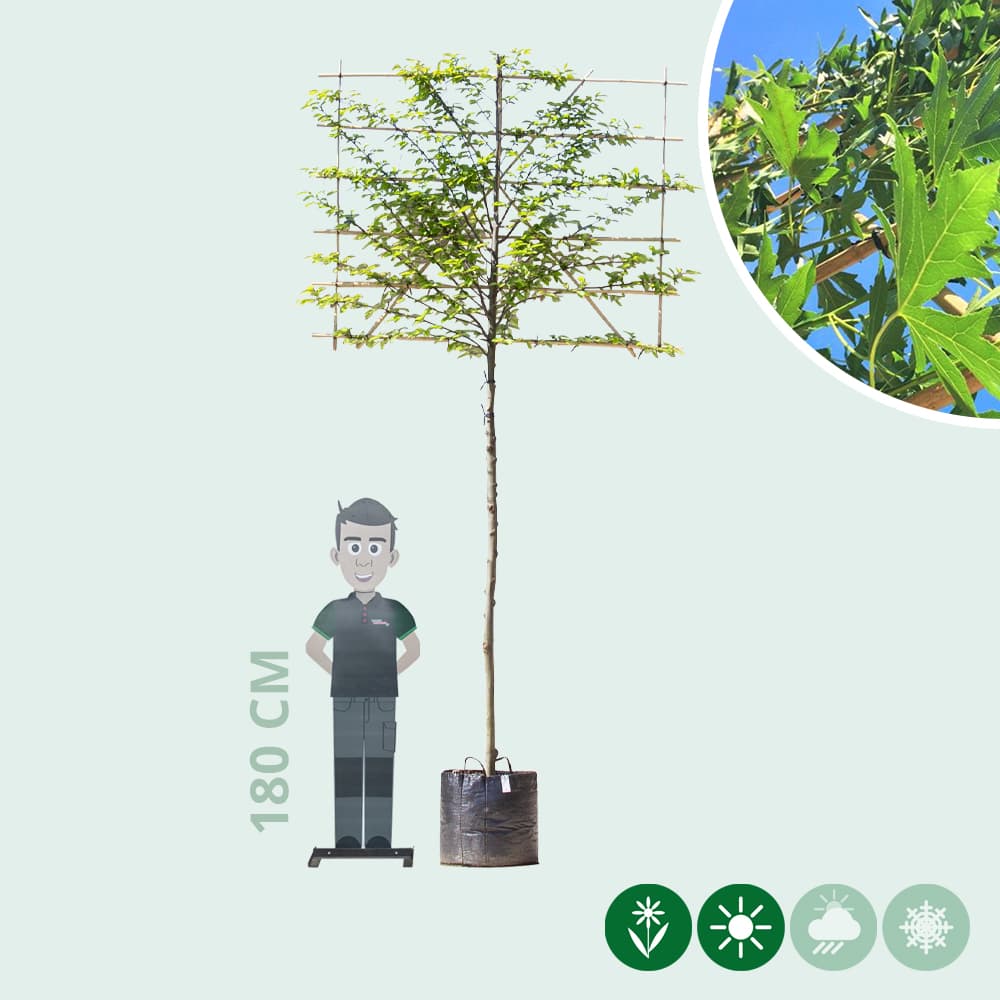 Zuil leihaagbeuk 200 cm