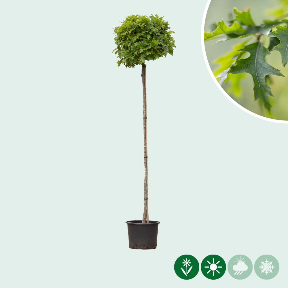 Bol Moeraseik 180 cm stamhoogte