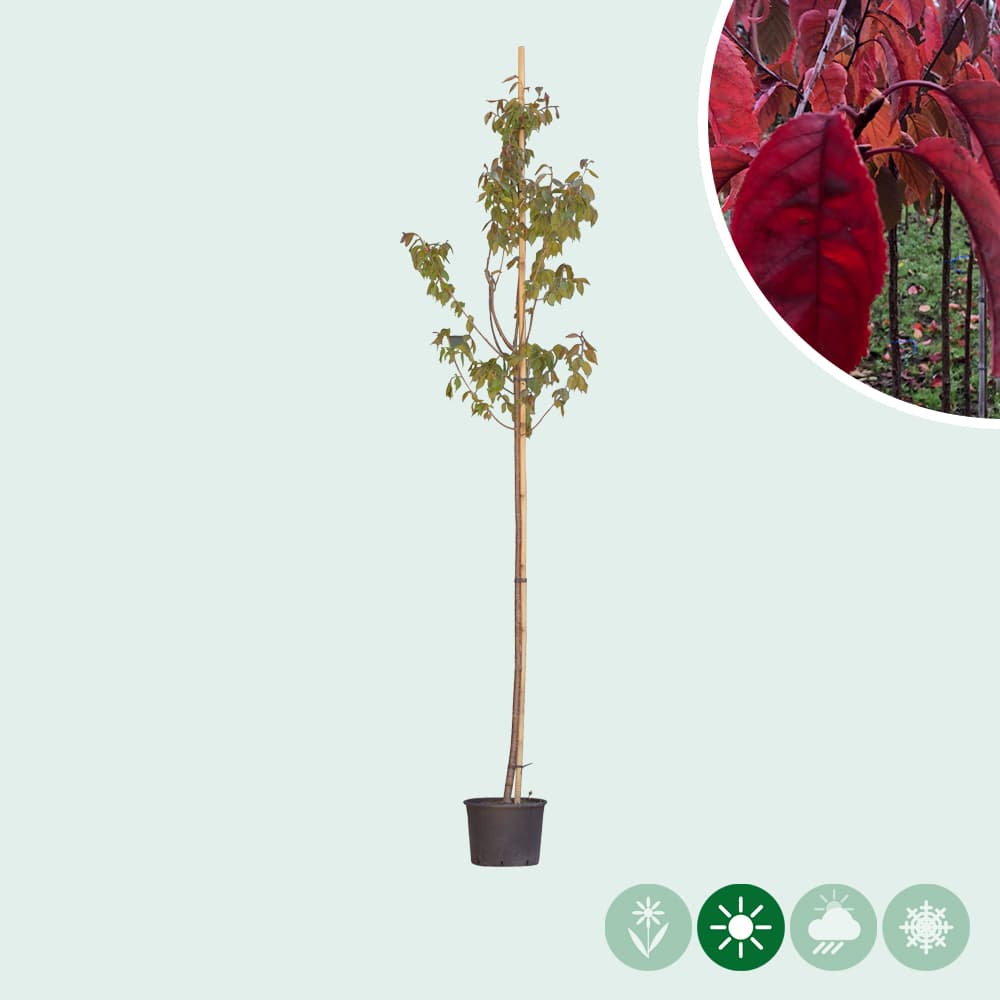 Japanse sierkers sargentii