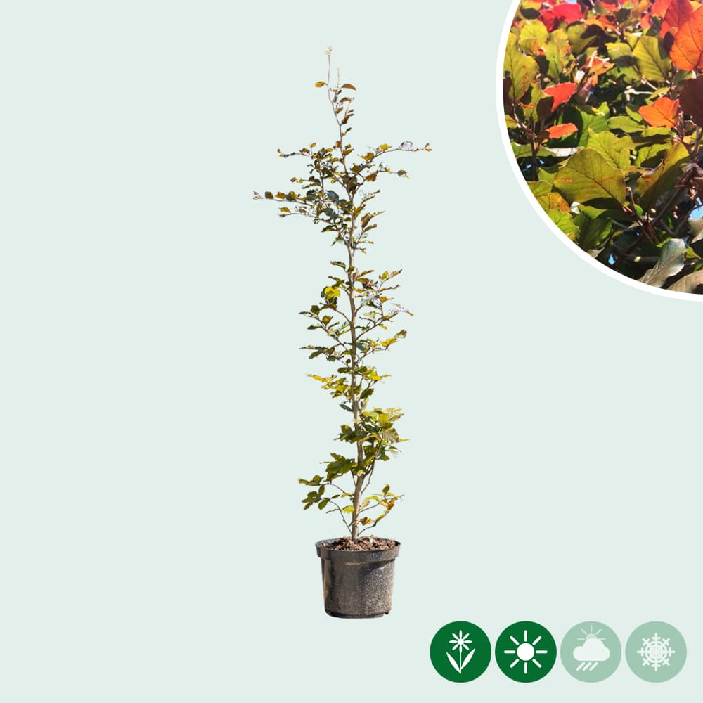 Rode beukenhaag per stuk 2