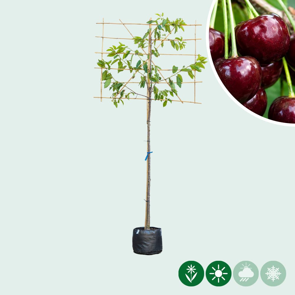 Kordia leiboom groot