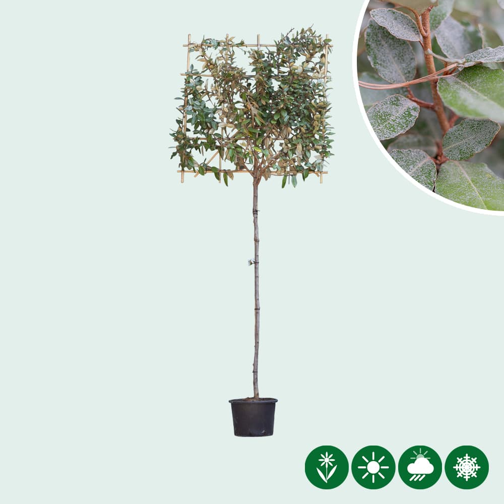 Olijfwilg leiboom 200 cm