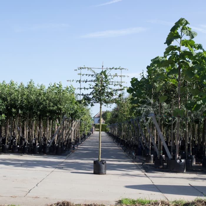 Veldesdoorn leiboom 200 cm